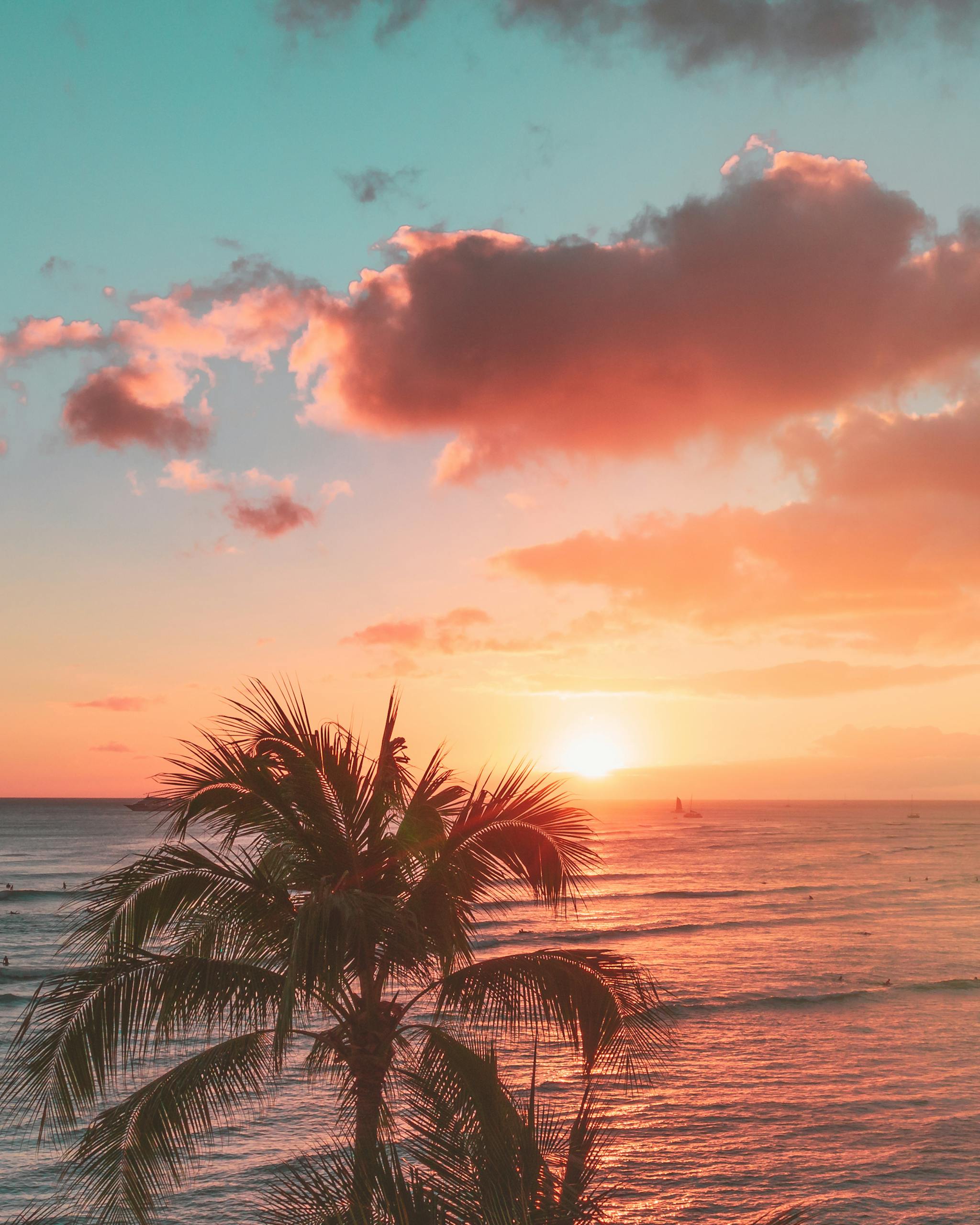 Palm Tree Near Body of Water during Sunset