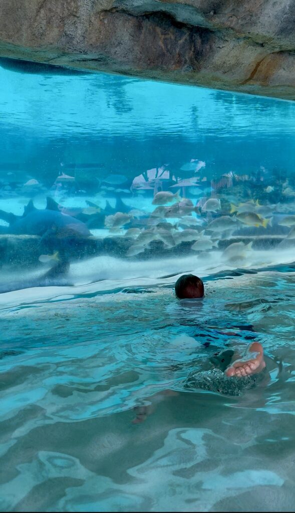 At the cliff pool, there is a view into the aquarium so you feel like you're swimming with fish 