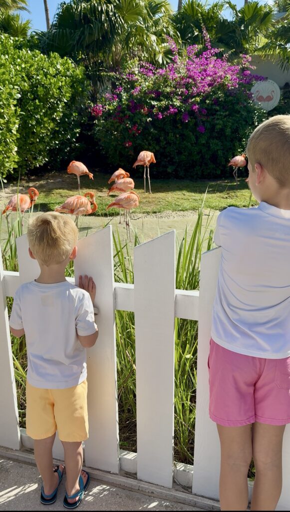 The Flamingos at the Grand Hyatt Baha Mar. They go on parade every morning. 